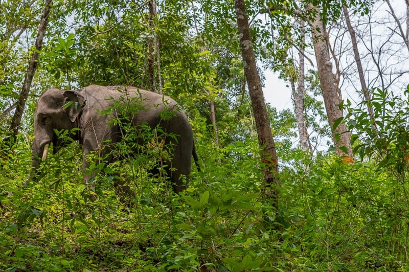 What to expect from visiting an ethical elephant nature Park in Chiang Mai 