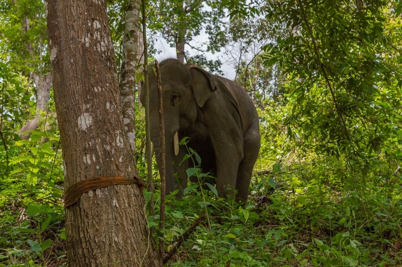Why elephant welfare in Thailand is bad and what you can do to help