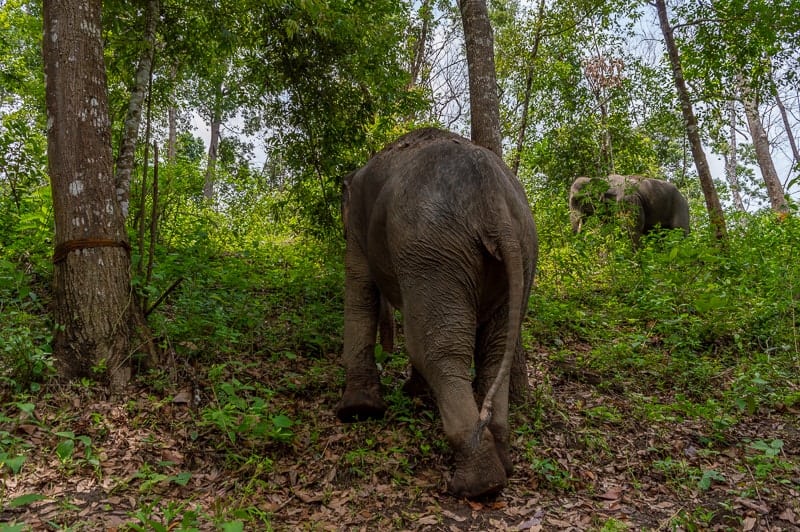How you can visit elephants ethically in Thailand