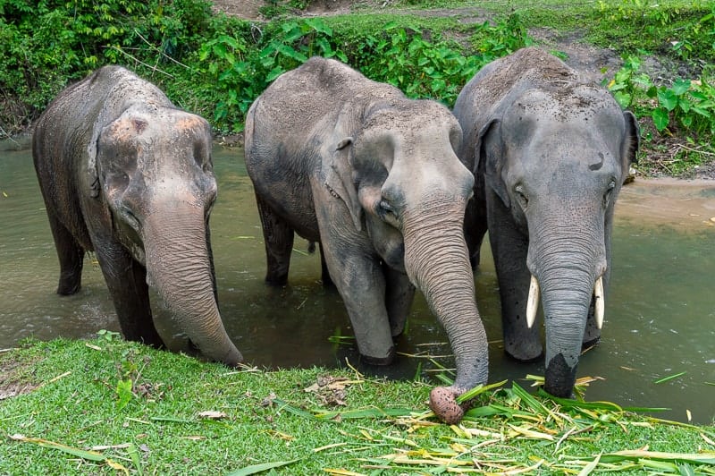 Three elephants at Chiang Mai Elephant Sanctuary in Thailand 