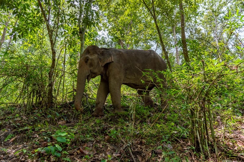 Trekking with elephants - not on elephants