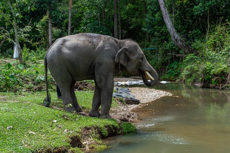 Why visit Chiang Mai Elephant Nature Park in Thailand 