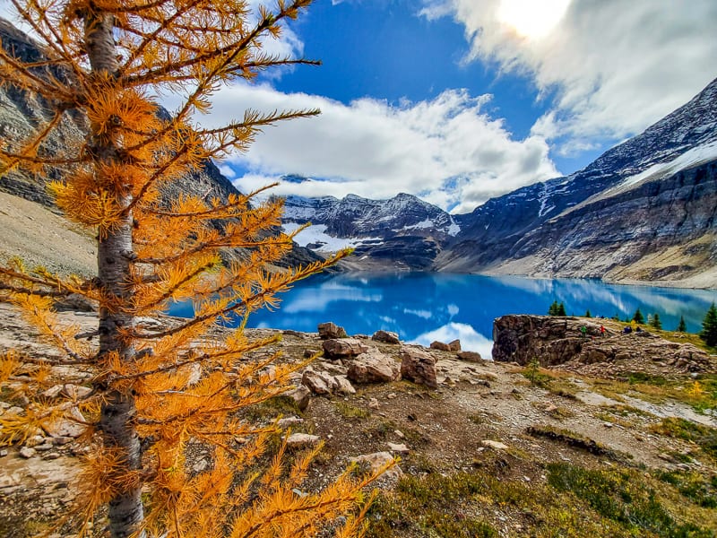 A bright yellow larch tree overlooking Lake MacArthur 
