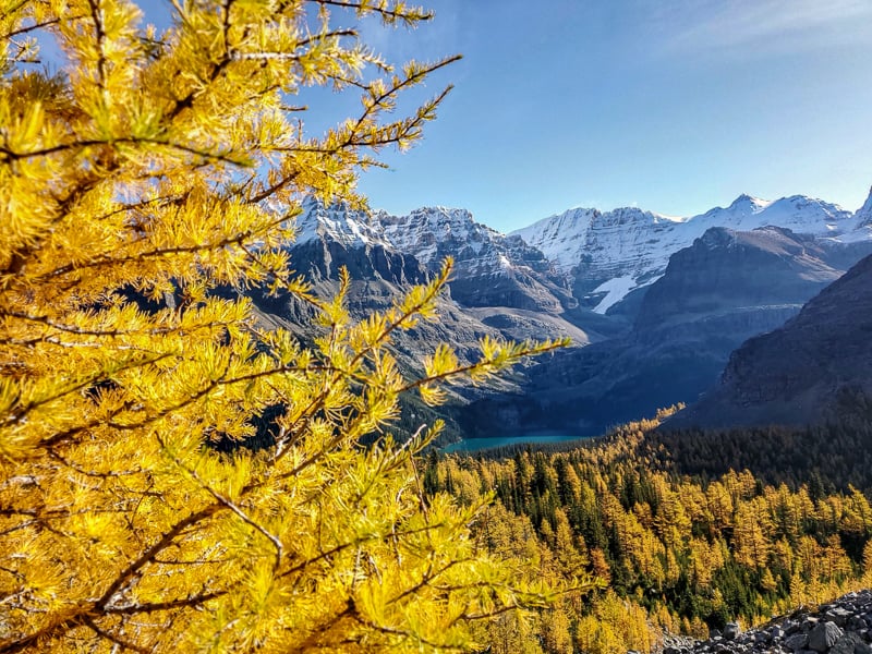 Many of the hikes around Lake O'Hara have a number of restrictions in place to protect nature and animals