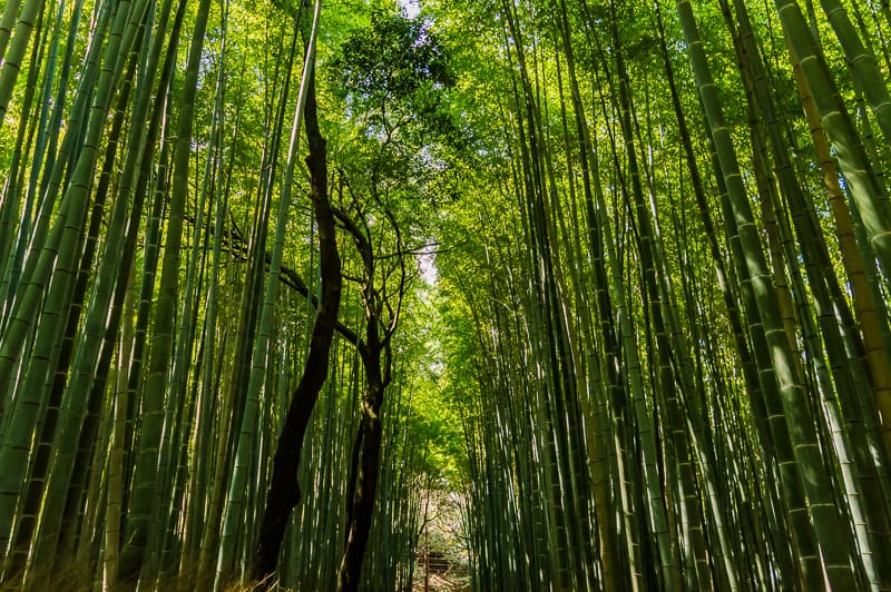 Arashiyama Bamboo Grove is a popular tourist destination in Kyoto