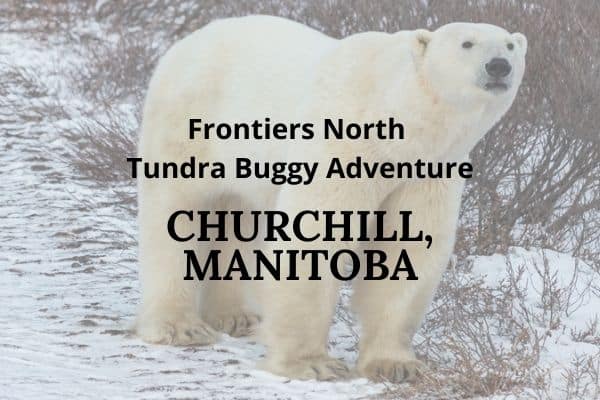 Honest review of Frontiers North Tundra Buggy Polar Bear Day tour