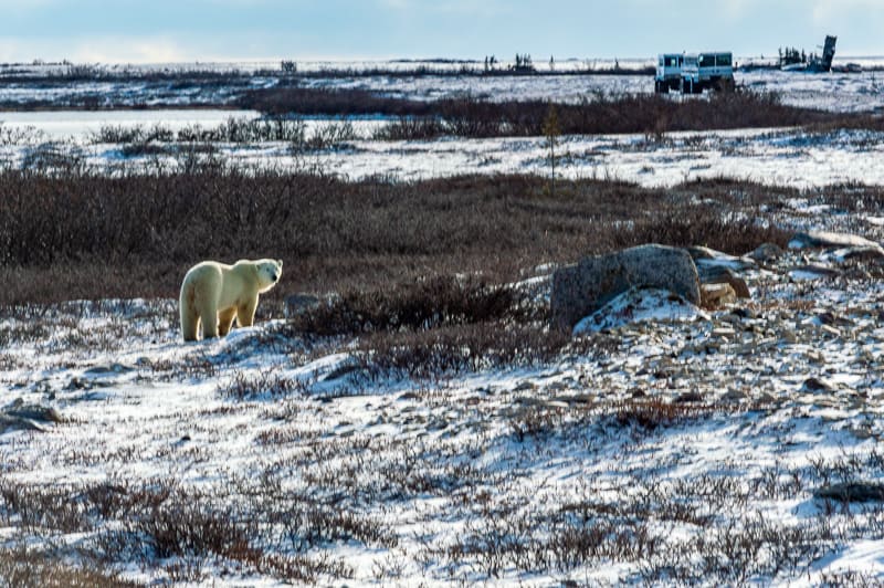What to expect from different polar bear tours from Churchill 