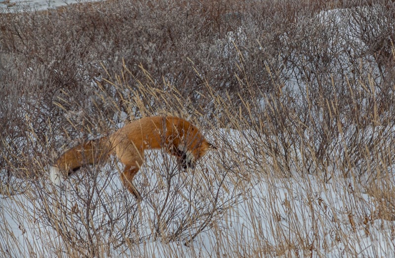 A red fox hunts for movement under the snow