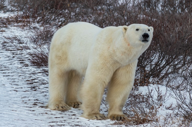 A polar bear looks towards the giant Tundra Buggy