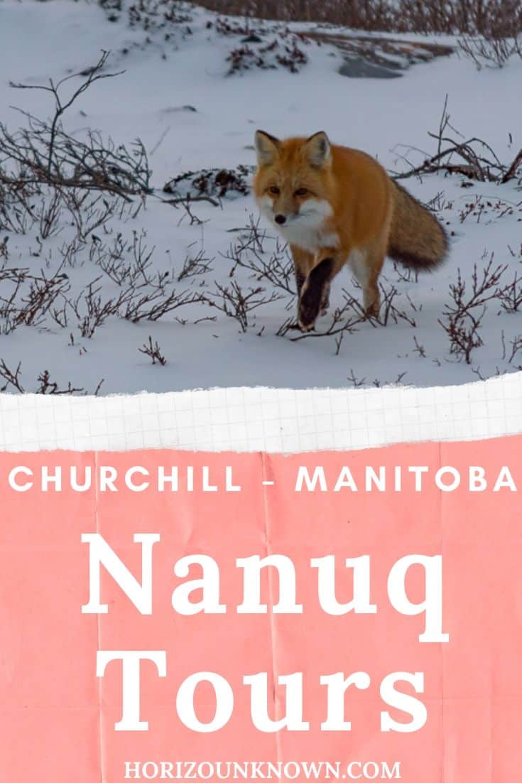 Nanuq Tours in Churchill - A perfect small company that get you exploring Churchill Wildlife Management Area safely 