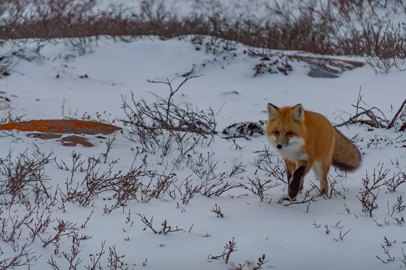Explore the Churchill Wildlife Management Area with Nanuq Tours 