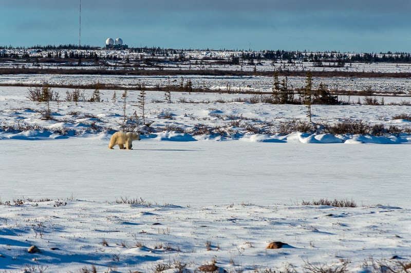 A polar bear walking near Churchill along a frozen river 