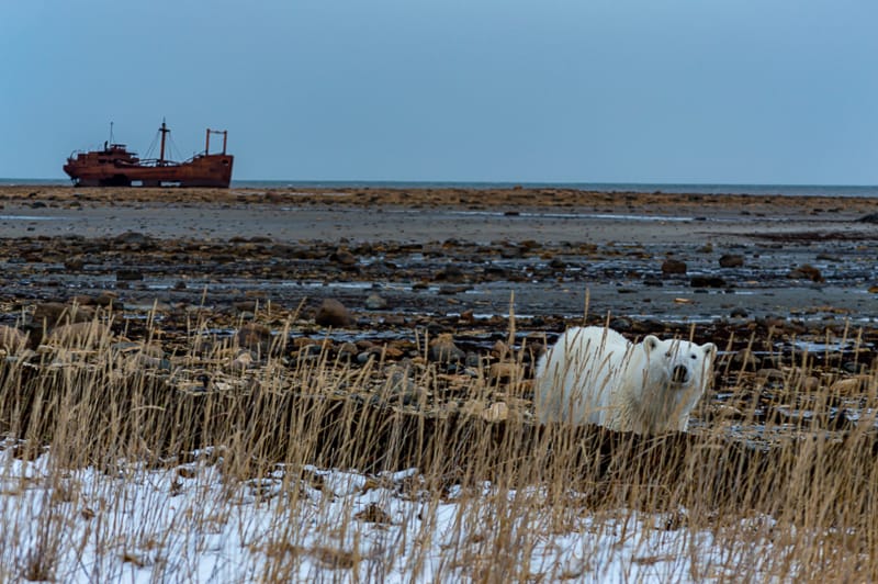 What to know about Churchills polar bear tours 