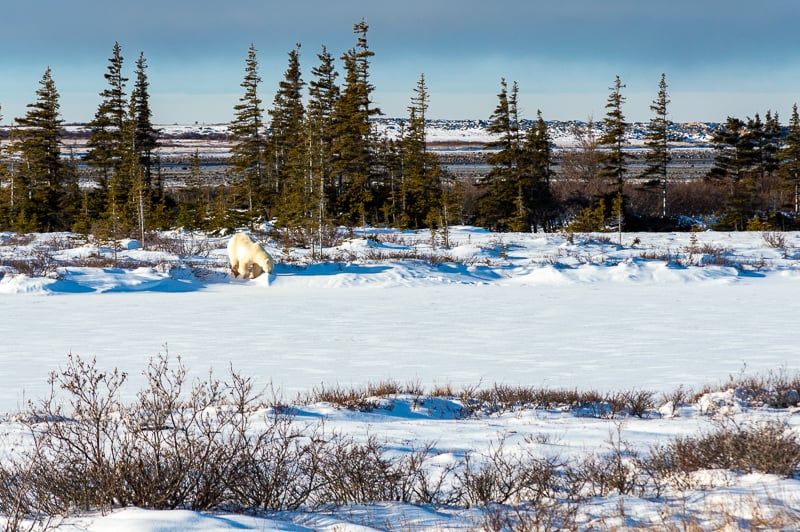 Nanuq Tours explore Churchill and the surrondings of the small town