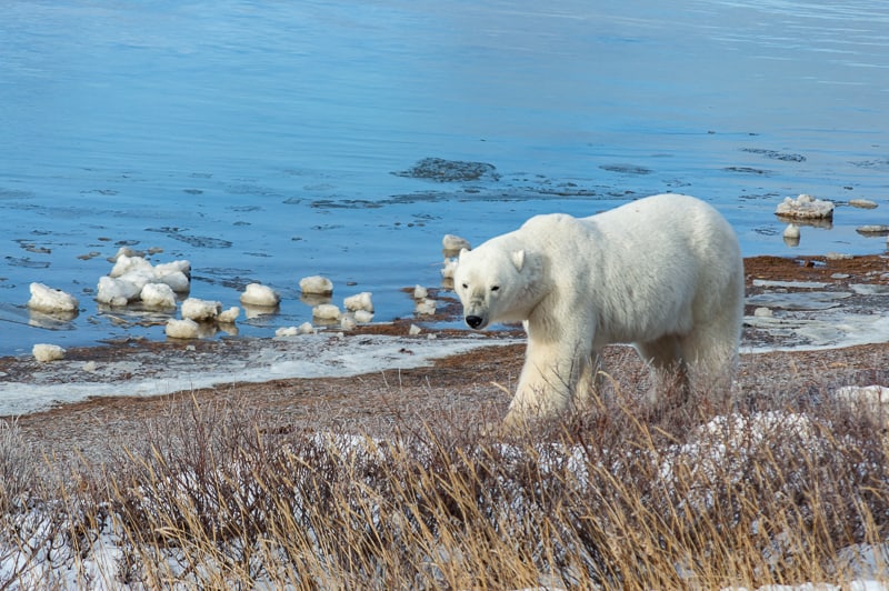 Polar bear walking by the shores of Churchill, Manitoba