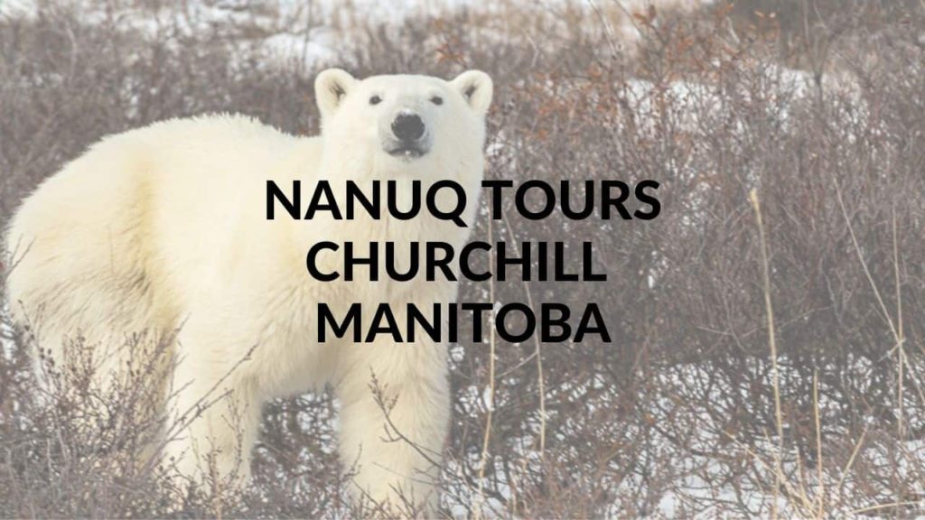 Nanuq Tours Polar Bear Tour