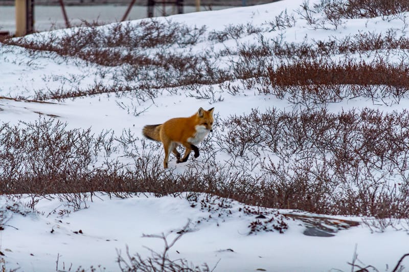 A red fox hunts near Churchill, Manitoba on the flat and icy tundra 
