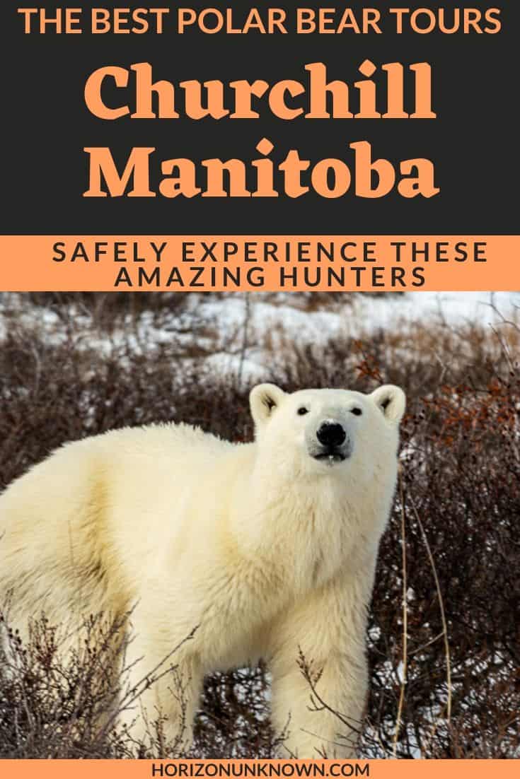 3 Amazing Polar Bear Tours From Churchill, Manitoba - What ...