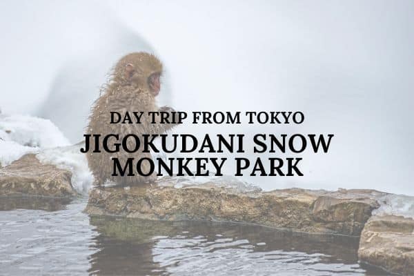 Day trip from Tokyo to Jigokudani Snow Monkey Park in Japan