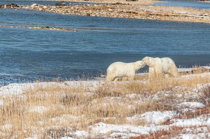 Two polar bears connect with each other in the open tundra around Churchill, Manitoba