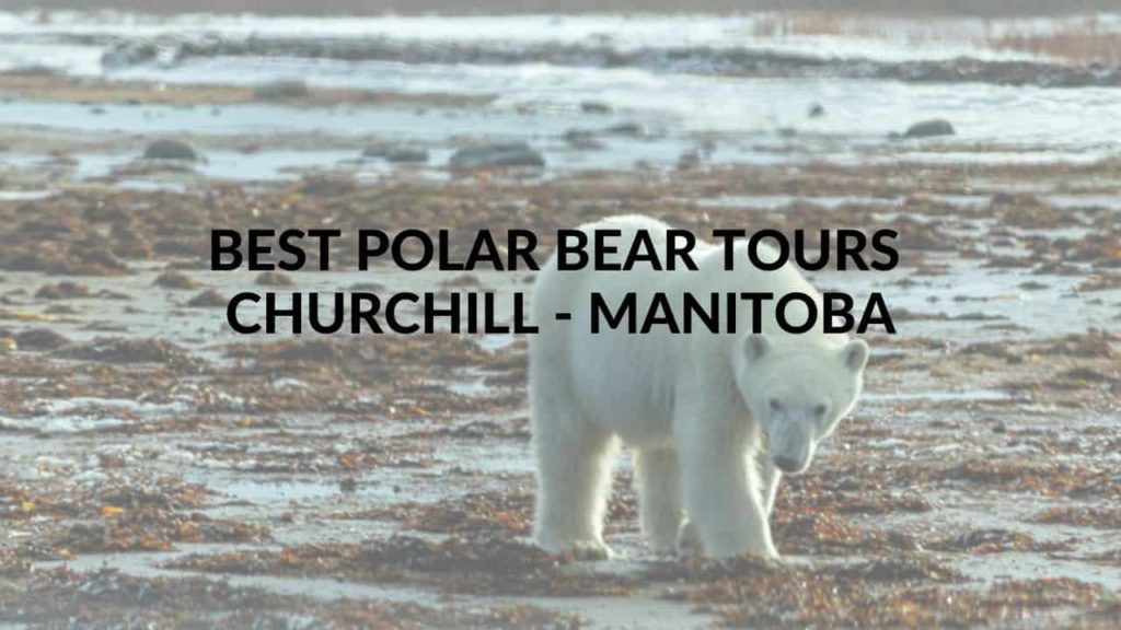 What polar bear tour to take in Churchill, Manitoba
