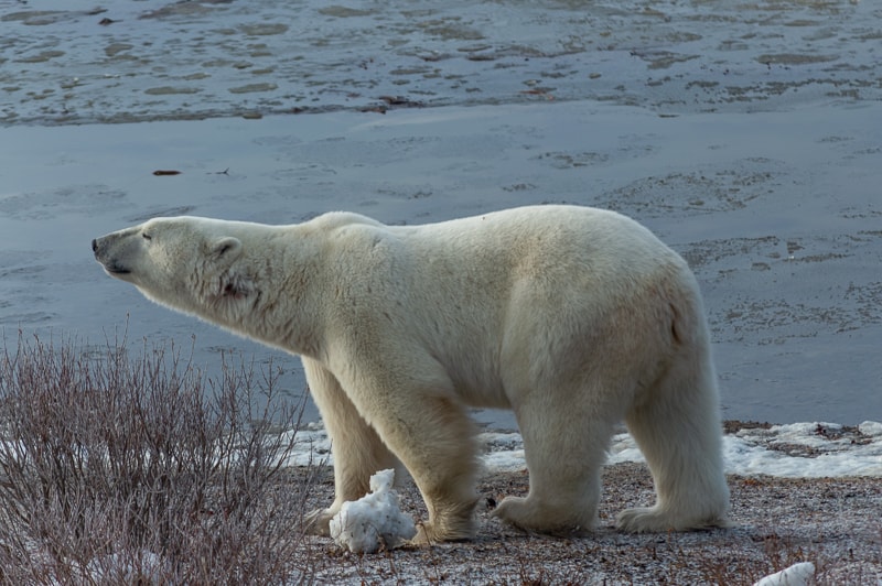 A large polar bear raises his snout to identify objects near by