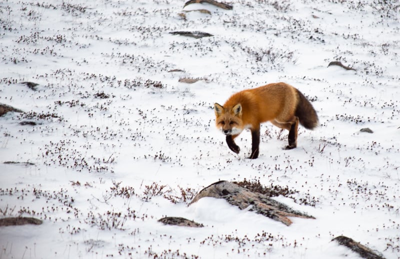 A red fox hunts in the open tundra in the Churchill Wildlife Management Area 
