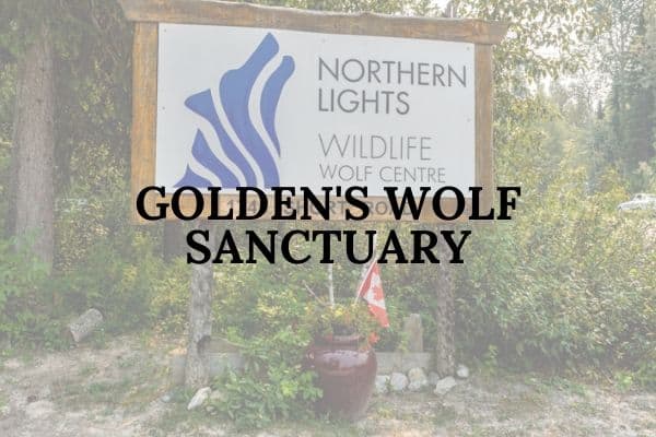 British Columbia Golden Wolf Center Canada cover photo