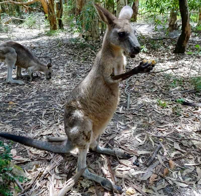 Animals in nước Australia can be a culture shock